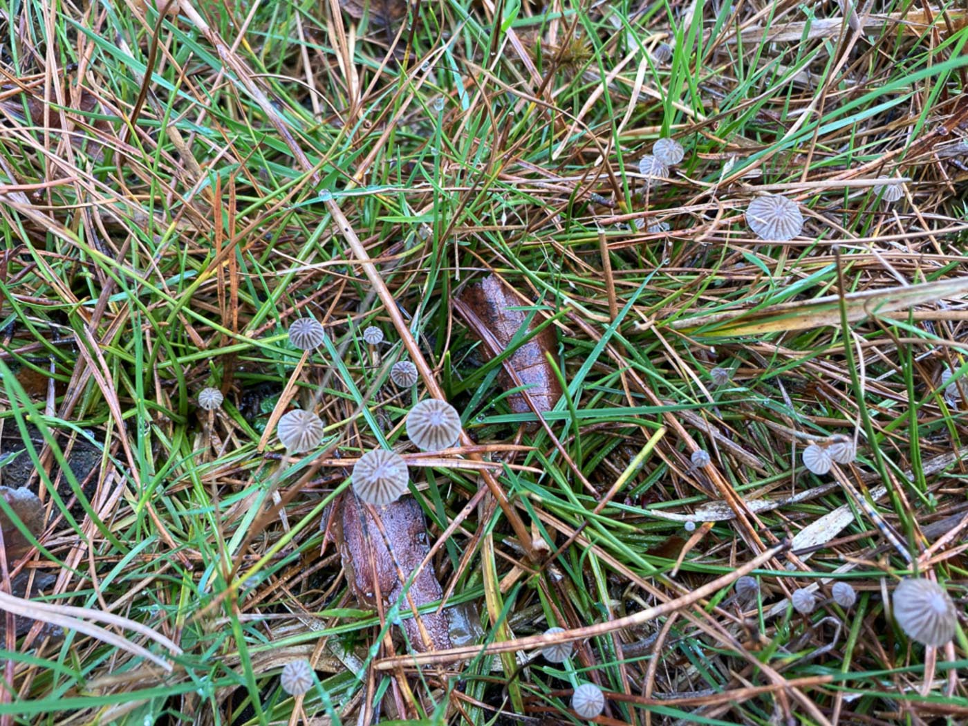 Photo © Russell Ness Mycena dasypus by Russell Ness